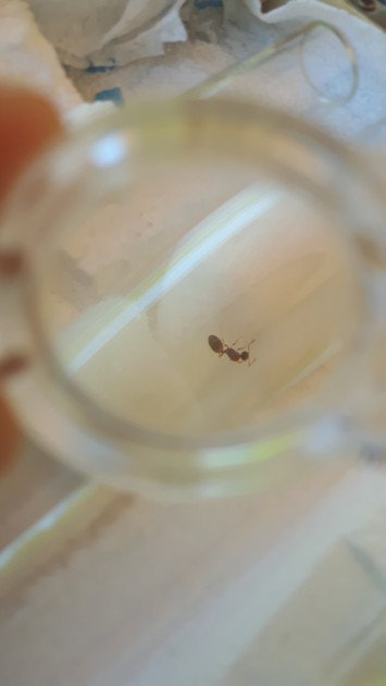 Temnothorax_sp.jpeg