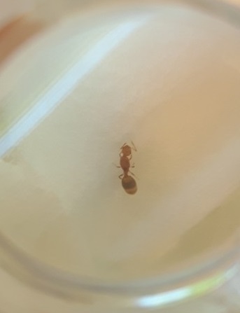 Solenopsis_fugax.jpeg