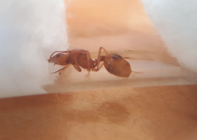 Aphaenogaster1.jpg