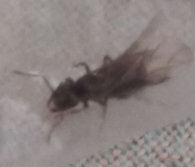 IMAG0531_1.jpg