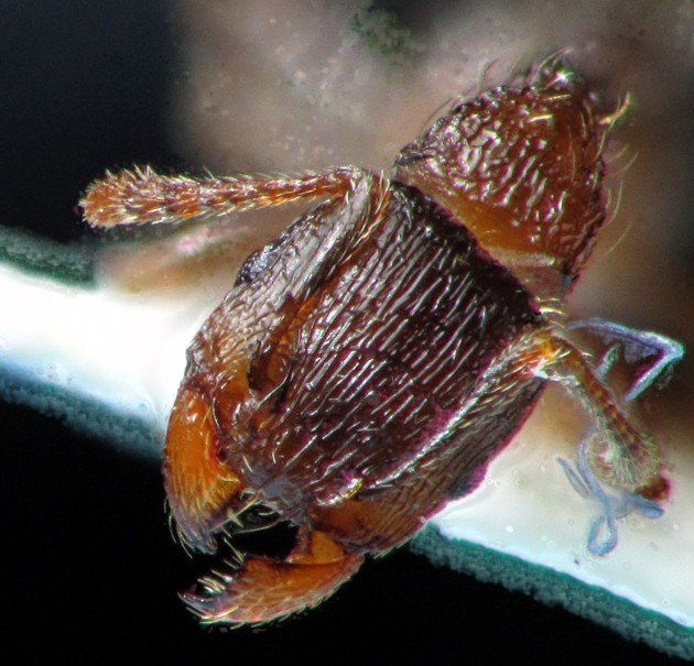 Worker Tetramorium gr. caespitum head.jpg