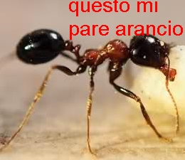 abboh.jpg