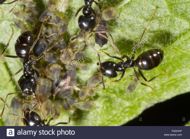 jet-black-ant-lasius-fuliginosus-adult-workers-tending-aphids-on-willow-FGDCHP.jpg