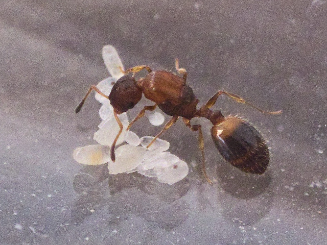 Temnothorax unifasciatus photo by entoK